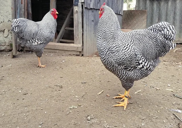 Інкубаційне яйце, птиця, курчата, Віандот - золото, смугастий - фото № 5