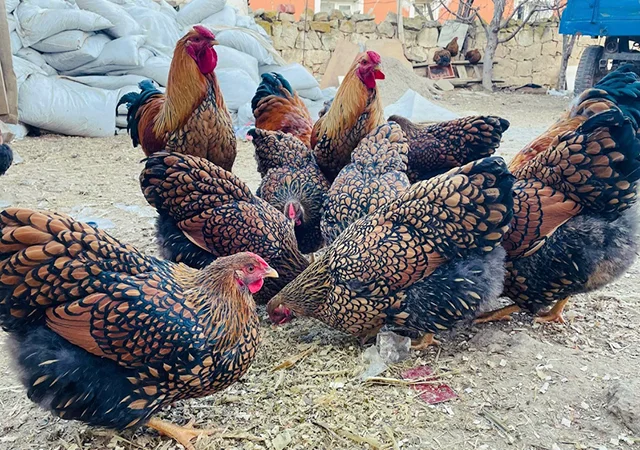 Інкубаційне яйце, птиця, курчата, Віандот - золото, смугастий - фото № 7