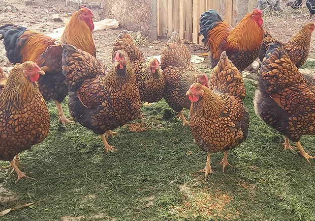 Інкубаційне яйце, птиця, курчата, Віандот - золото, смугастий - фото № 8