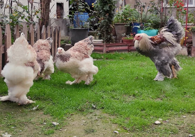 Інкубаційне яйце, птиця, курчата, Брама - лососева, колумбія, блакитне золото - фото № 1