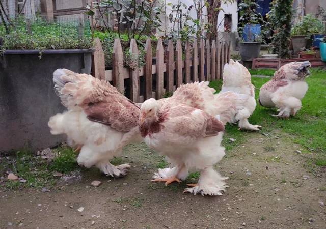 Інкубаційне яйце, птиця, курчата, Брама - лососева, колумбія, блакитне золото - фото № 2