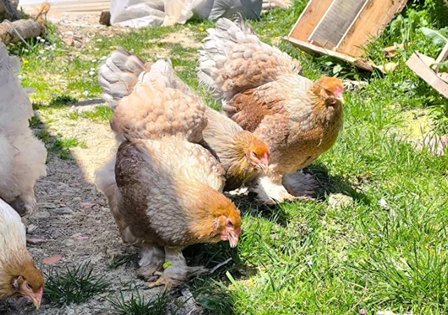 Інкубаційне яйце, птиця, курчата, Брама - лососева, колумбія, блакитне золото - фото № 3