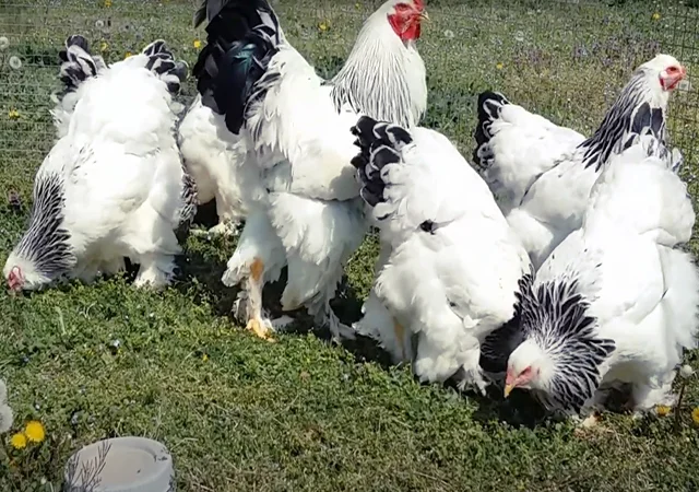 Інкубаційне яйце, птиця, курчата, Брама - лососева, колумбія, блакитне золото - фото № 4