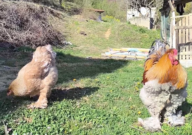 Інкубаційне яйце, птиця, курчата, Брама - лососева, колумбія, блакитне золото - фото № 5