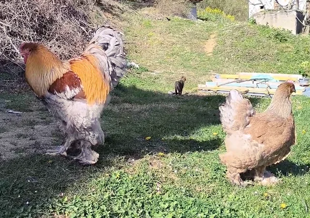 Інкубаційне яйце, птиця, курчата, Брама - лососева, колумбія, блакитне золото - фото № 6