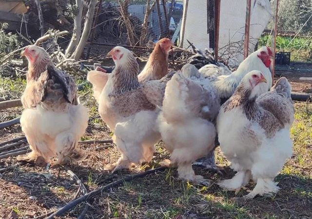 Інкубаційне яйце, птиця, курчата, Брама - лососева, колумбія, блакитне золото - фото № 7