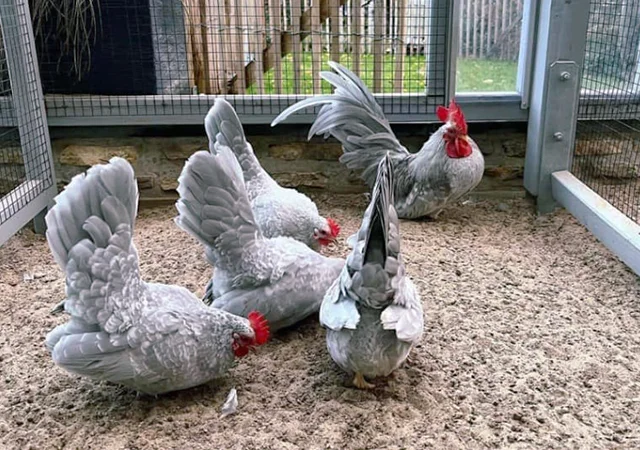 Яйце на інкубацію, курчата, Шабо: блакитний, фарфоровий, лаванда, мармур - фото № 2