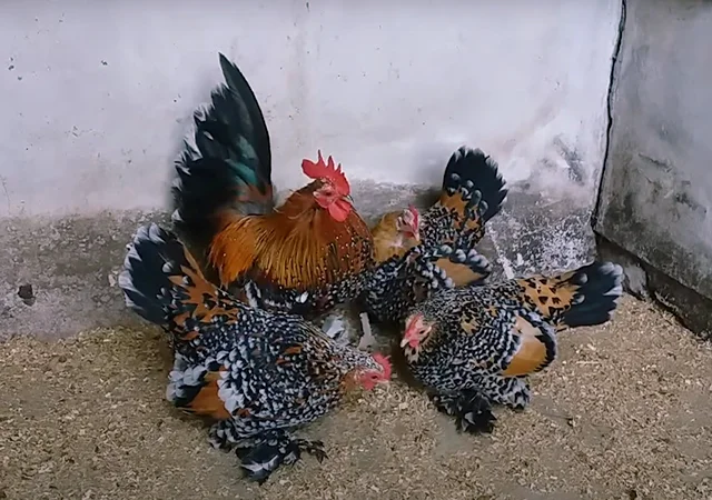 Яйце на інкубацію, курчата, Шабо: блакитний, фарфоровий, лаванда, мармур - фото № 3