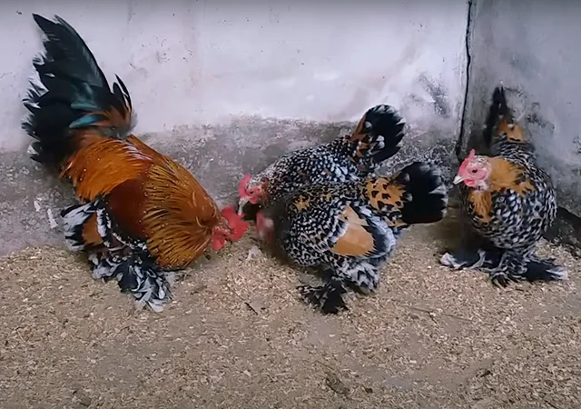 Яйце на інкубацію, курчата, Шабо: блакитний, фарфоровий, лаванда, мармур - фото № 4