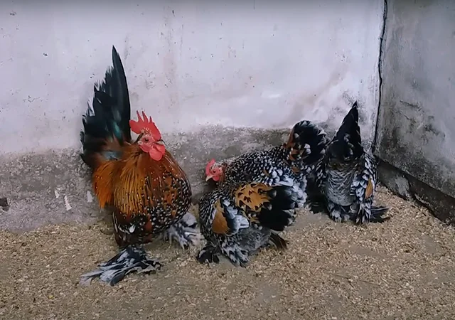 Яйце на інкубацію, курчата, Шабо: блакитний, фарфоровий, лаванда, мармур - фото № 5