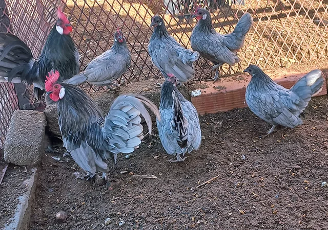 Яйце на інкубацію, курчата, Шабо: блакитний, фарфоровий, лаванда, мармур - фото № 6