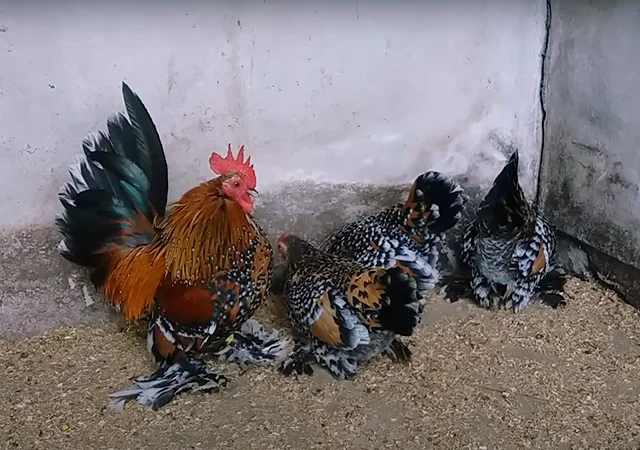 Яйце на інкубацію, курчата, Шабо: блакитний, фарфоровий, лаванда, мармур - фото № 7