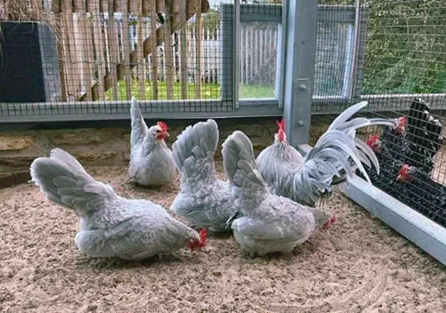 Яйце на інкубацію, курчата, Шабо: блакитний, фарфоровий, лаванда, мармур - фото № 8