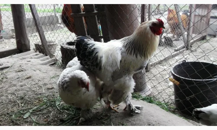 Інкубаційні яйця Брама біла - фото № 1