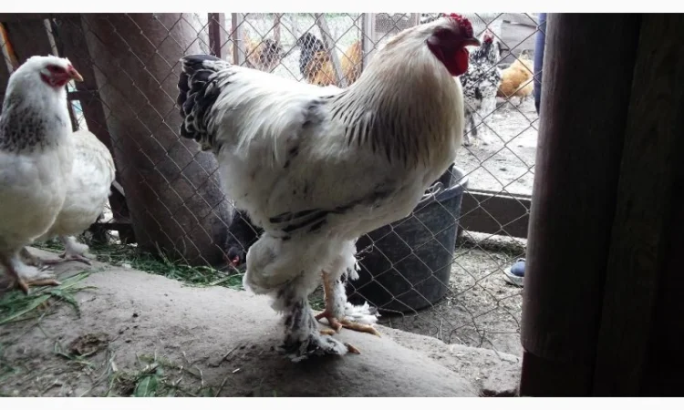 Інкубаційні яйця Брама біла - фото № 2