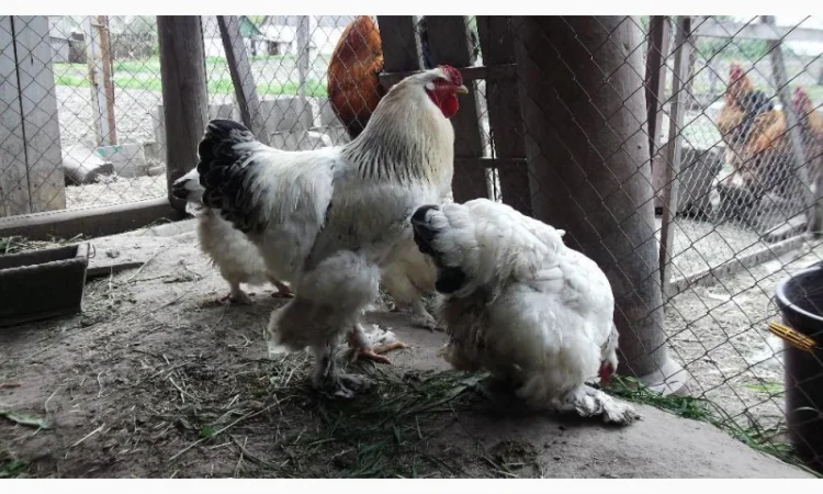 Інкубаційні яйця Брама біла - фото № 3