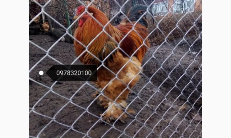 Продам інкубаційні яйця курей породи Брама - фото № 1