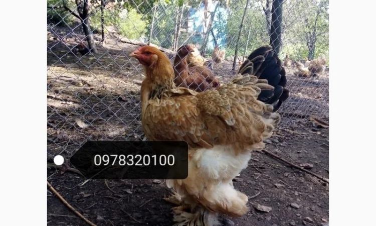 Продам інкубаційні яйця курей породи Брама - фото № 2