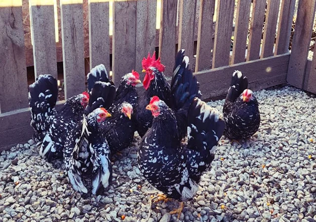 Інкубаційне яйце, курчата, Мільфлер – лимон, мармуровий, блакитний - фото № 1