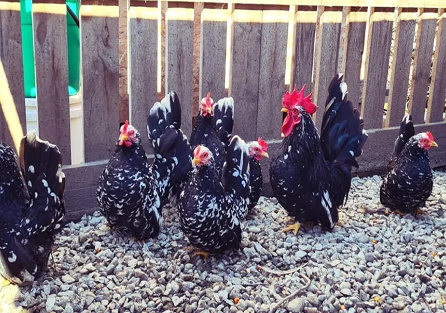 Інкубаційне яйце, курчата, Мільфлер – лимон, мармуровий, блакитний - фото № 2