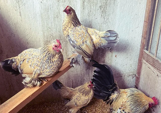 Інкубаційне яйце, курчата, Мільфлер – лимон, мармуровий, блакитний - фото № 4