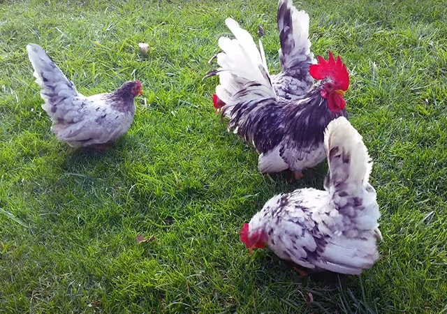 Інкубаційне яйце, курчата, Мільфлер – лимон, мармуровий, блакитний - фото № 5