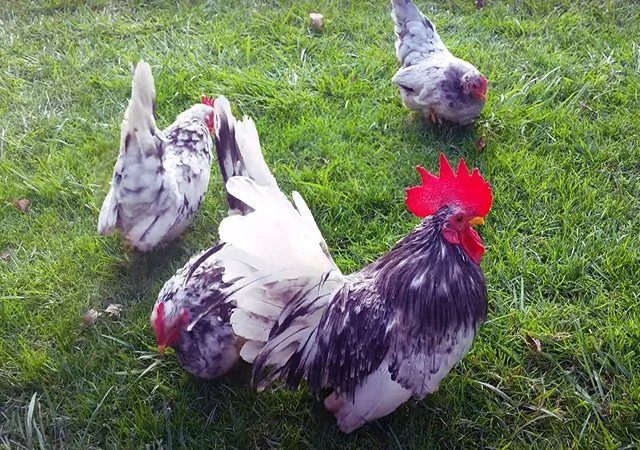 Інкубаційне яйце, курчата, Мільфлер – лимон, мармуровий, блакитний - фото № 6