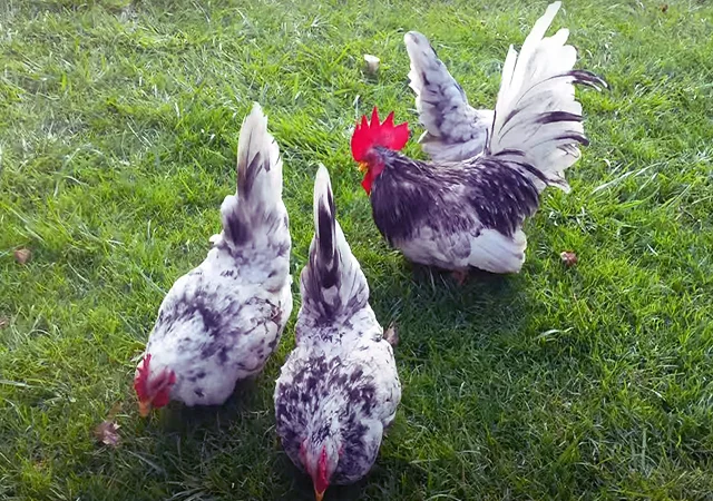 Інкубаційне яйце, курчата, Мільфлер – лимон, мармуровий, блакитний - фото № 8