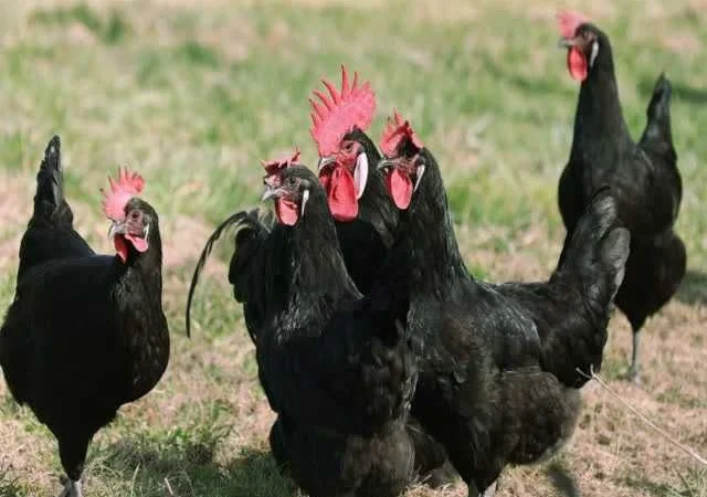 Інкубаційне яйце курей Барбезье. оплід хороший - фото № 1