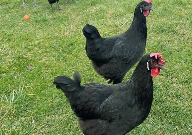 Інкубаційне яйце курей Барбезье. оплід хороший - фото № 2