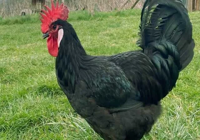 Інкубаційне яйце курей Барбезье. оплід хороший - фото № 4