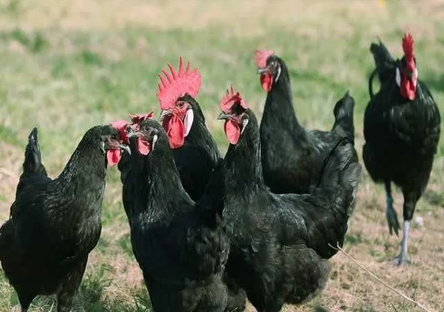 Інкубаційне яйце курей Барбезье. оплід хороший - фото № 5