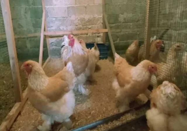 Інкубаційне яйце Брама золото колумбійське, блакитне золото, біле золото - фото № 1