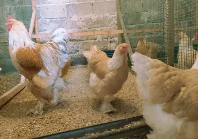 Інкубаційне яйце Брама золото колумбійське, блакитне золото, біле золото - фото № 2