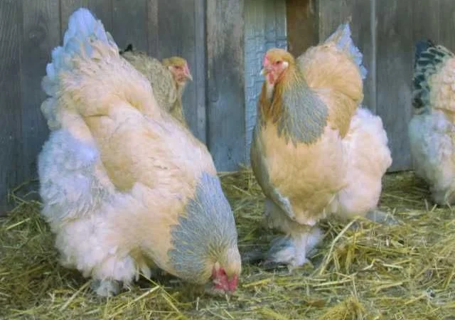 Інкубаційне яйце Брама золото колумбійське, блакитне золото, біле золото - фото № 4