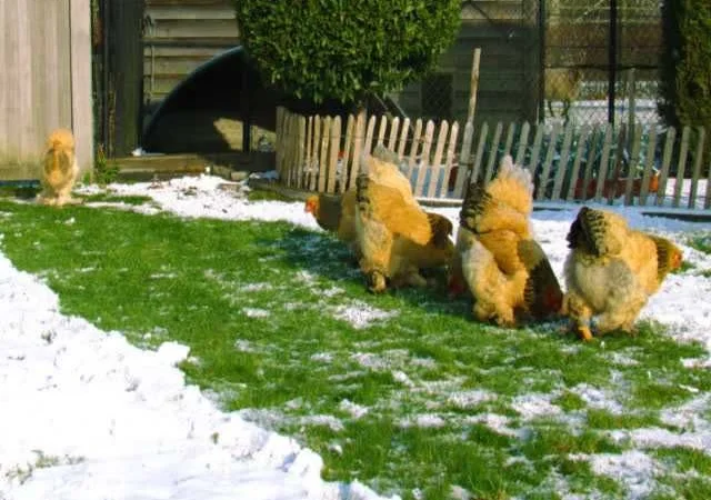 Інкубаційне яйце Брама золото колумбійське, блакитне золото, біле золото - фото № 5