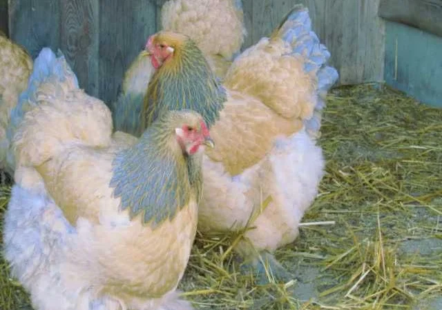 Інкубаційне яйце Брама золото колумбійське, блакитне золото, біле золото - фото № 6