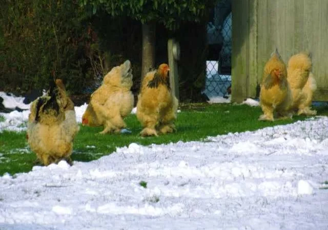 Інкубаційне яйце Брама золото колумбійське, блакитне золото, біле золото - фото № 7