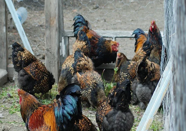 Продається інкубаційне яйце, курчата. Брама - Золото, Срібло - фото № 1