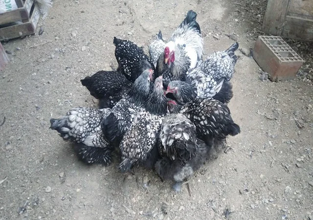 Продається інкубаційне яйце, курчата. Брама - Золото, Срібло - фото № 2