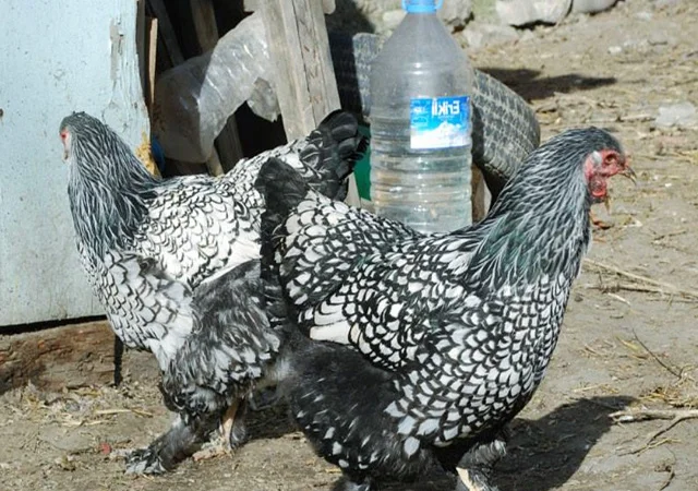 Продається інкубаційне яйце, курчата. Брама - Золото, Срібло - фото № 3