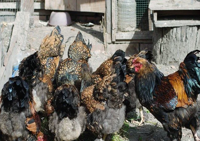 Продається інкубаційне яйце, курчата. Брама - Золото, Срібло - фото № 4