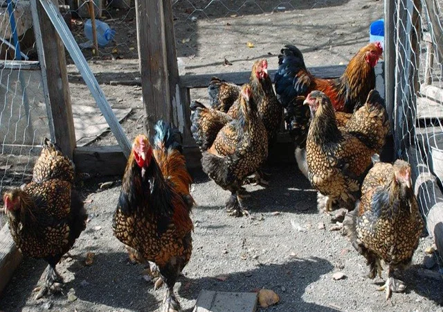 Продається інкубаційне яйце, курчата. Брама - Золото, Срібло - фото № 5