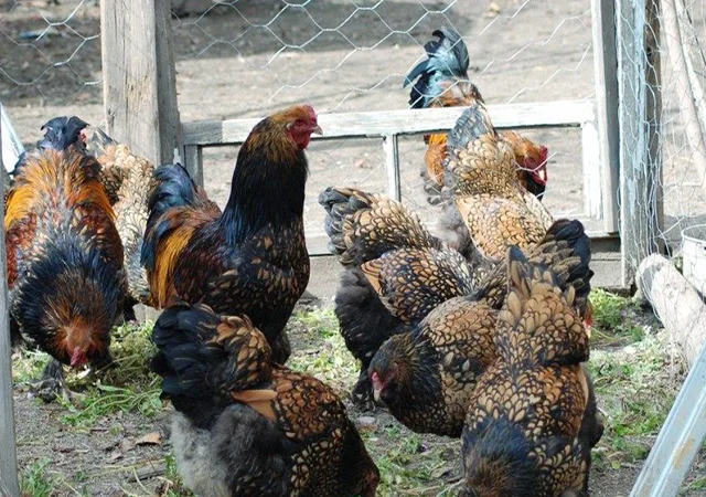 Продається інкубаційне яйце, курчата. Брама - Золото, Срібло - фото № 6