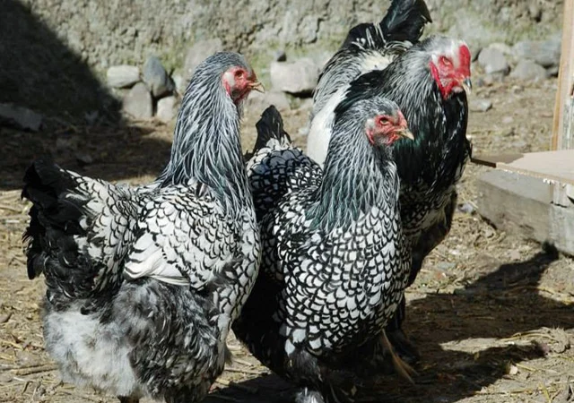 Продається інкубаційне яйце, курчата. Брама - Золото, Срібло - фото № 7