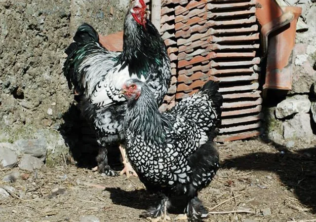 Продається інкубаційне яйце, курчата. Брама - Золото, Срібло - фото № 8