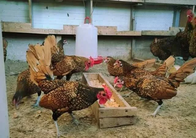 Мініатюрні Сiбрайт, яйце інкубаційне Золото, бiле золото - фото № 1