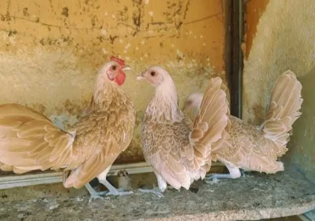 Мініатюрні Сiбрайт, яйце інкубаційне Золото, бiле золото - фото № 2