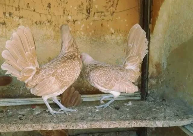 Мініатюрні Сiбрайт, яйце інкубаційне Золото, бiле золото - фото № 3