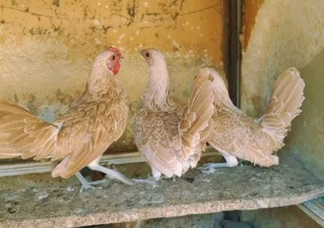 Мініатюрні Сiбрайт, яйце інкубаційне Золото, бiле золото - фото № 4